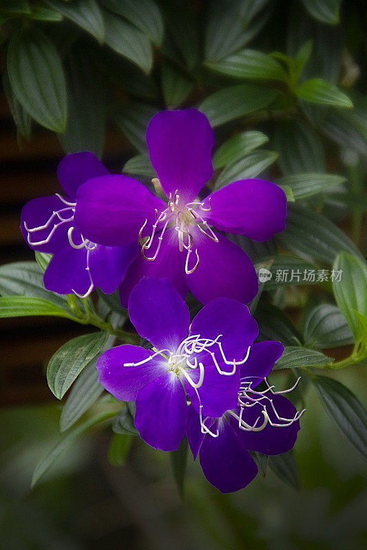 Tibouchina -大植物花